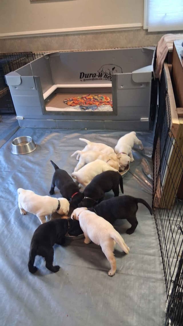 Labrador Retriever Puppies media 4