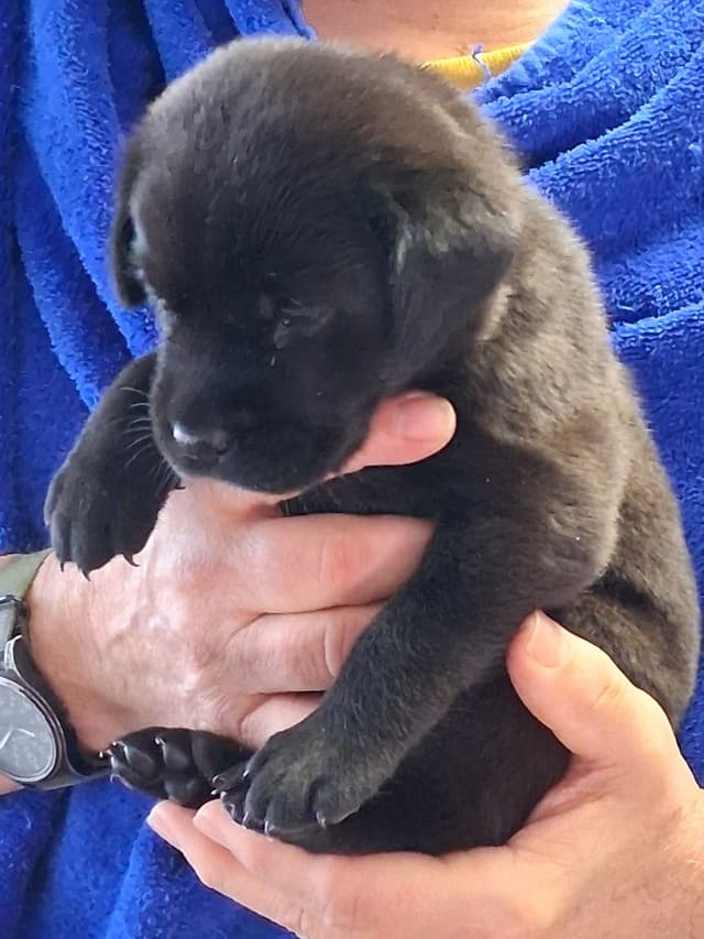 Labrador Retriever Puppies media 7