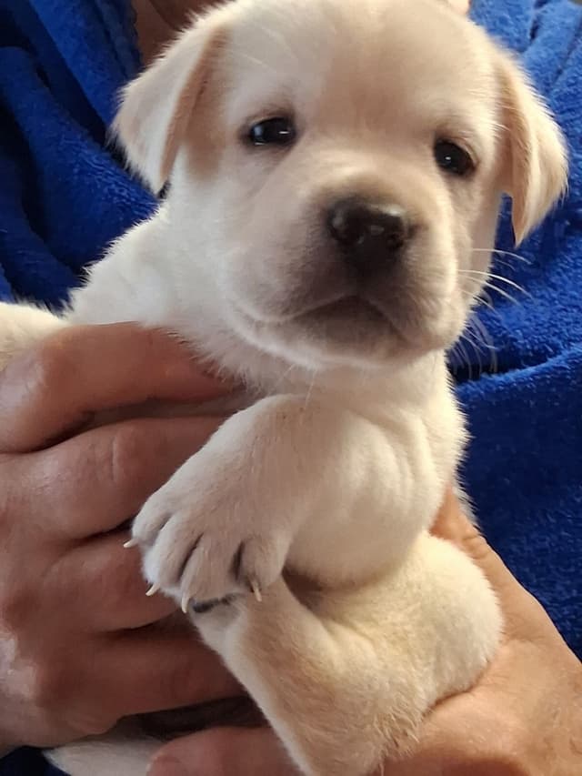 Labrador Retriever Puppies media 9