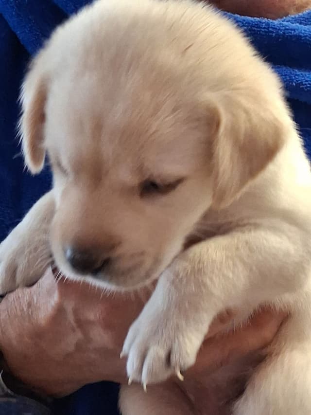 Labrador Retriever Puppies media 15