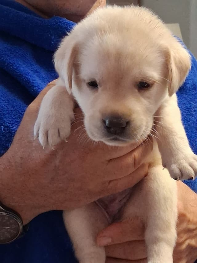 Labrador Retriever Puppies media 16