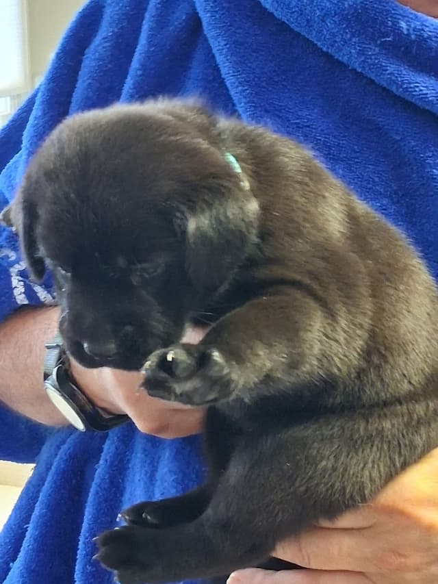 Labrador Retriever Puppies media 17