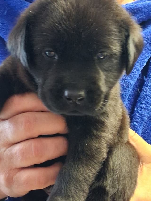 Labrador Retriever Puppies media 22