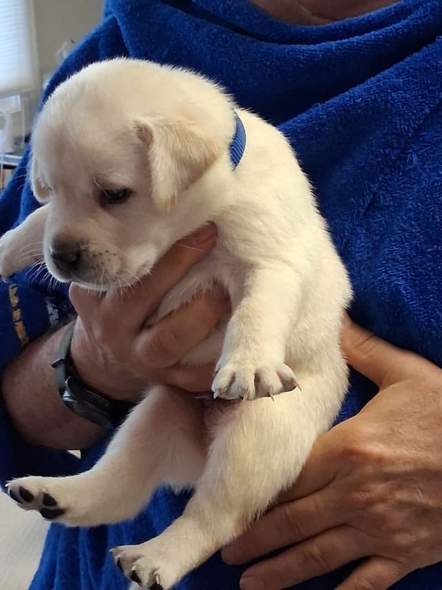 Labrador Retriever Puppies media 23