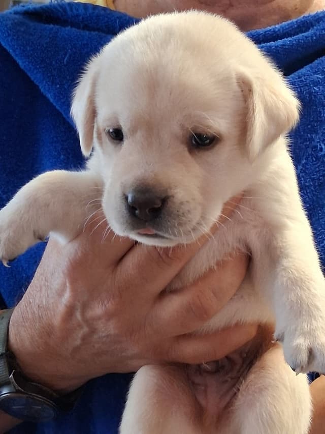 Labrador Retriever Puppies media 24