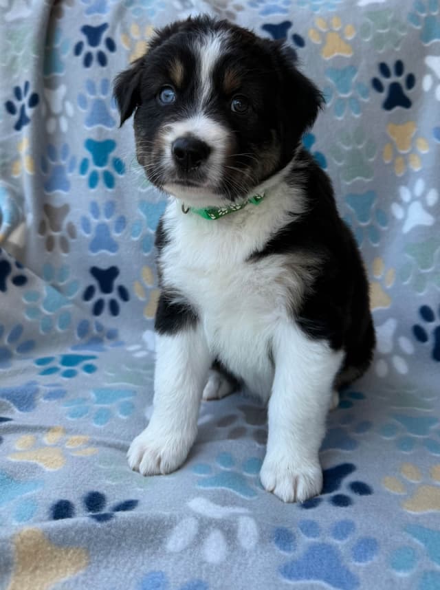 Australian Shepherd Puppies media 2