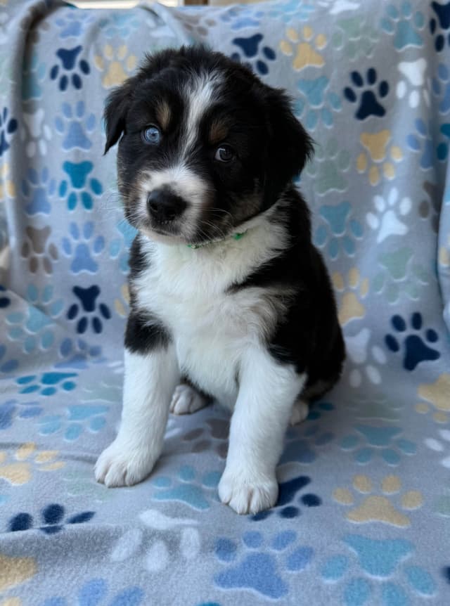 Australian Shepherd Puppies media 3