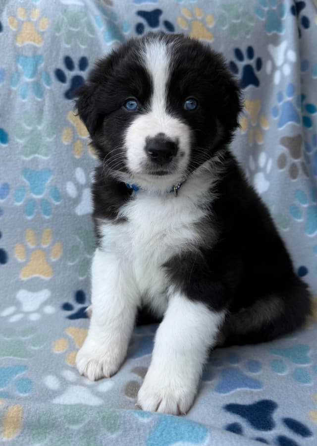 Australian Shepherd Puppies media 5