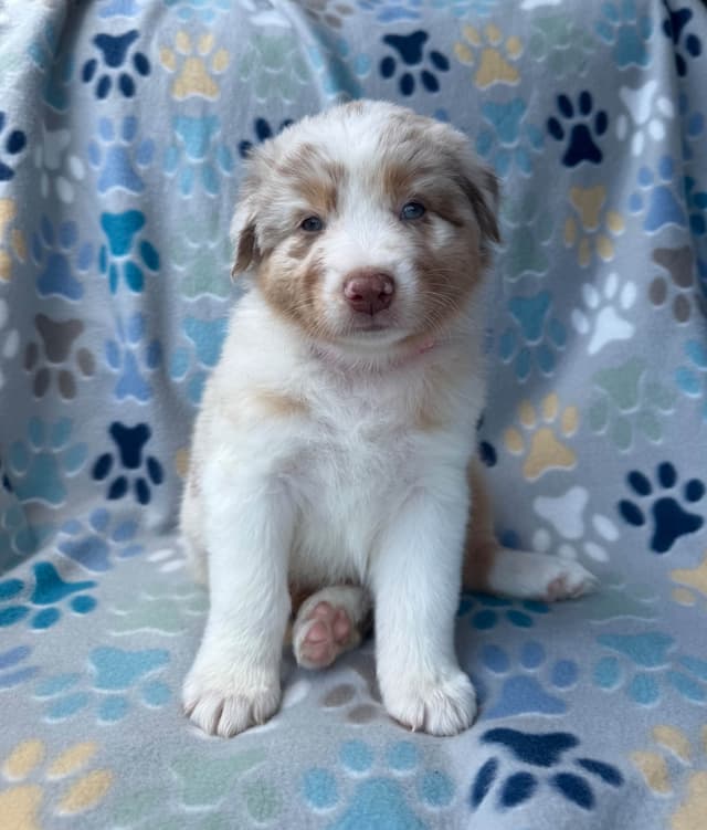 Australian Shepherd Puppies media 8