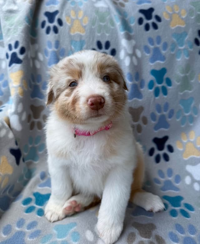 Australian Shepherd Puppies media 9