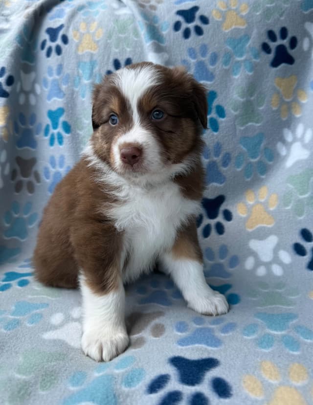 Australian Shepherd Puppies media 10