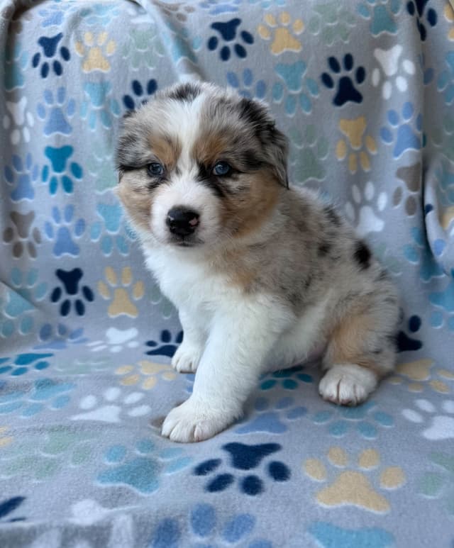 Australian Shepherd Puppies media 11