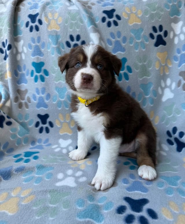 Australian Shepherd Puppies media 12