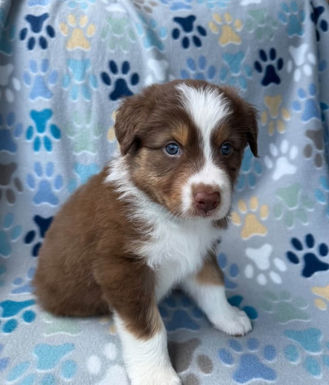 Australian Shepherd Puppies media 13