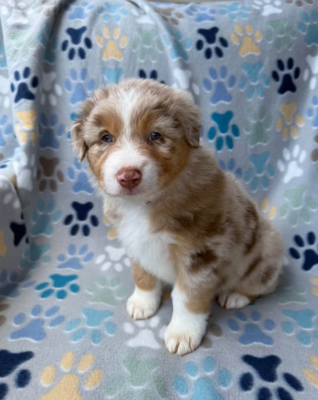 Australian Shepherd Puppies media 14