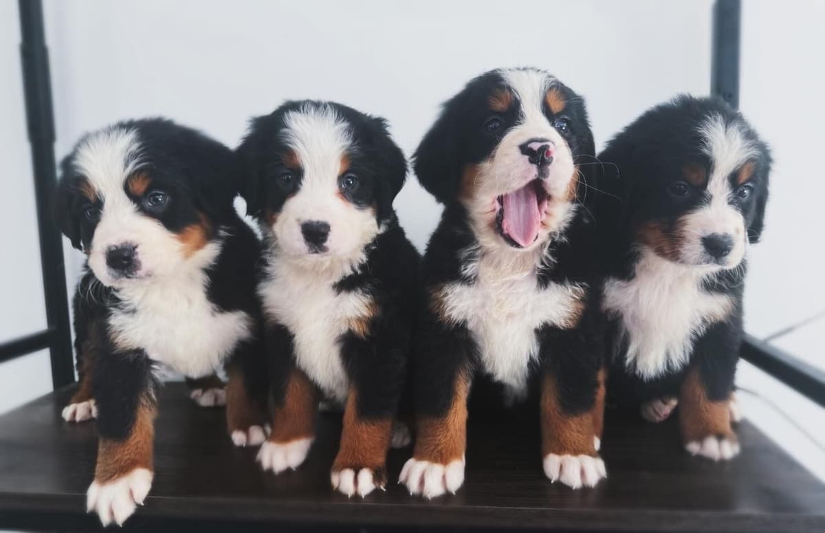 Akc Bernese Mountain Dog Puppy breeder image 3
