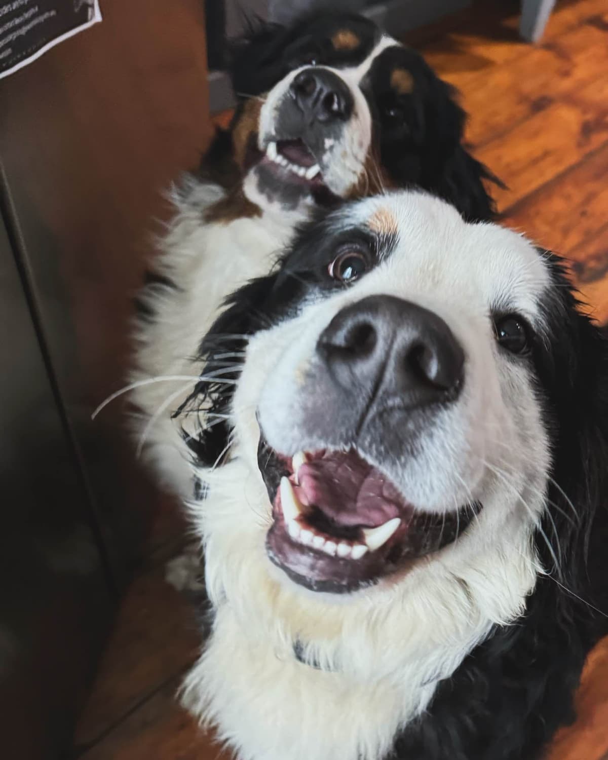 Akc Bernese Mountain Dog Puppy breeder image 4