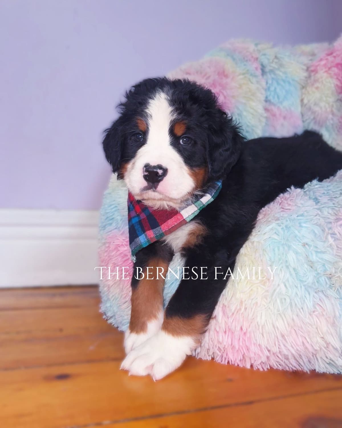Akc Bernese Mountain Dog Puppy breeder image 7