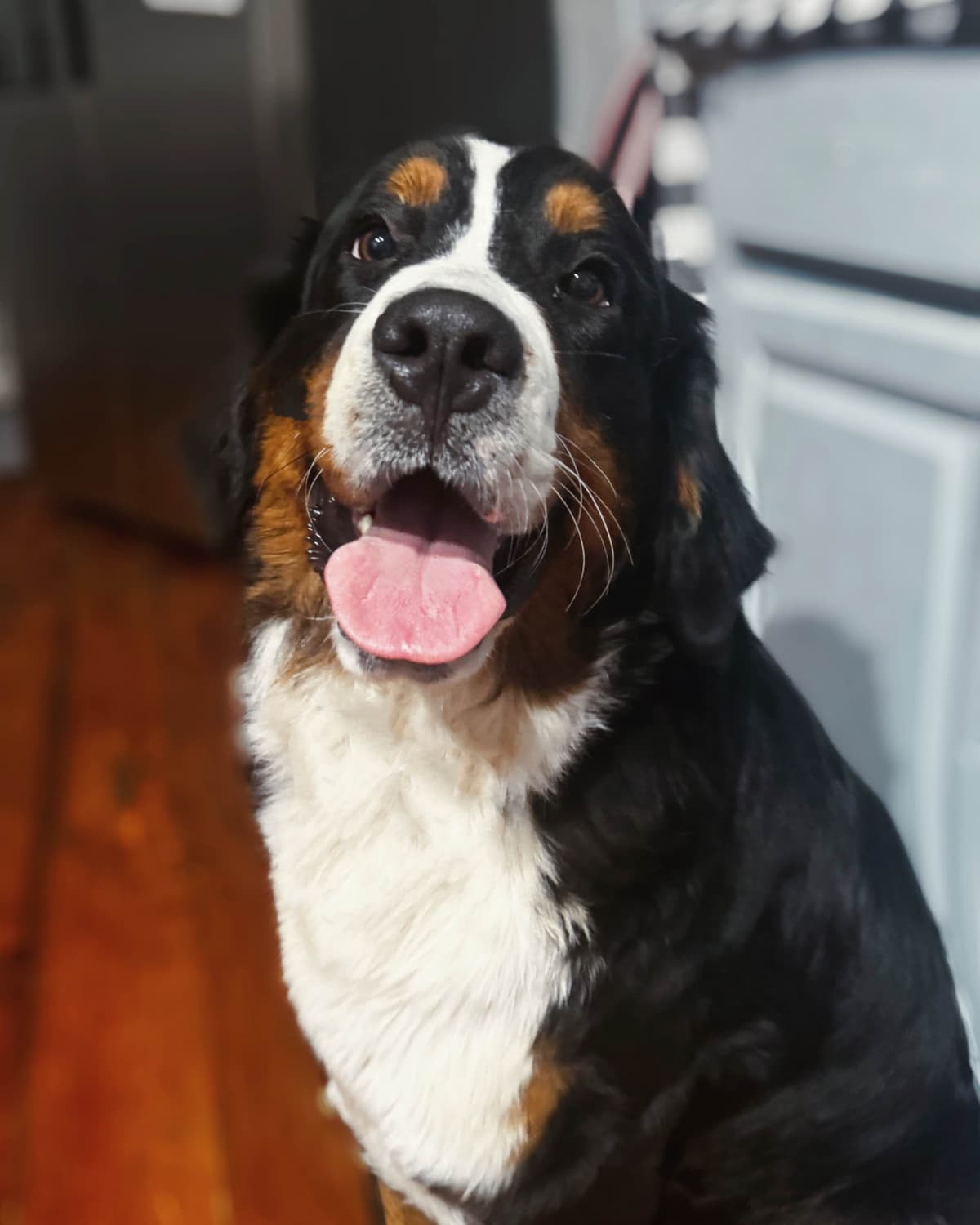 Akc Bernese Mountain Dog Puppy breeder image 9