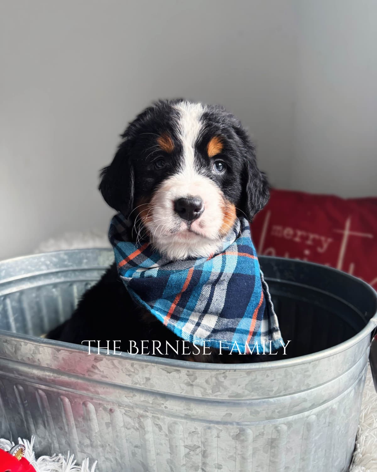 Akc Bernese Mountain Dog Puppy breeder image 11