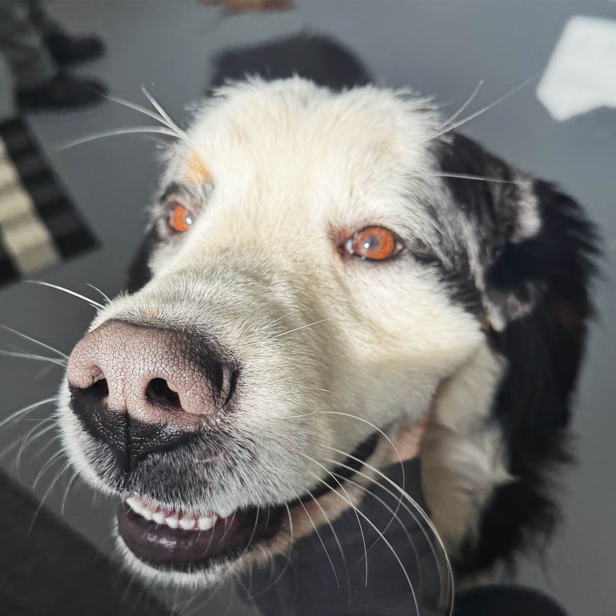 Akc Bernese Mountain Dog Puppy breeder image 10