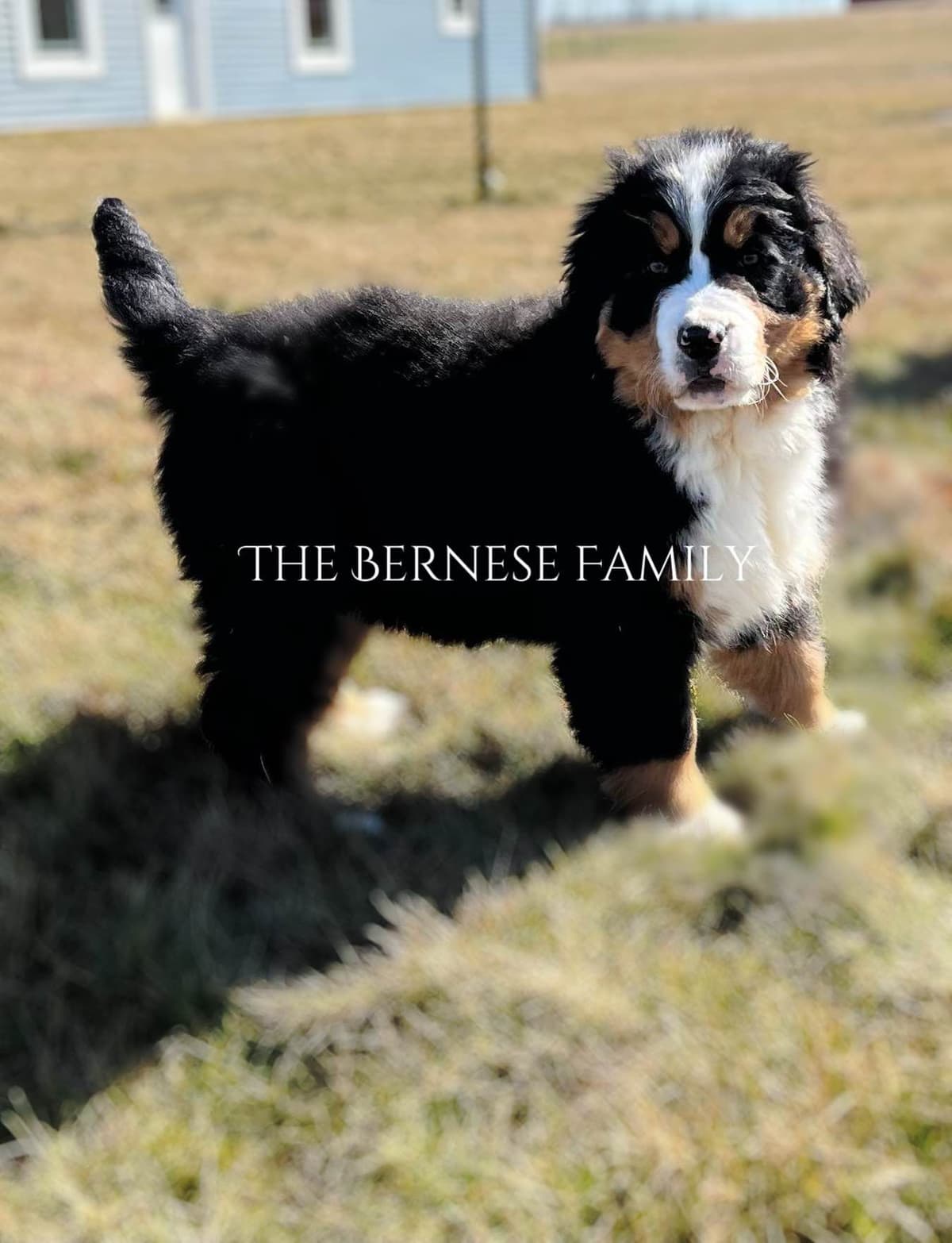 Akc Bernese Mountain Dog Puppy breeder image 16