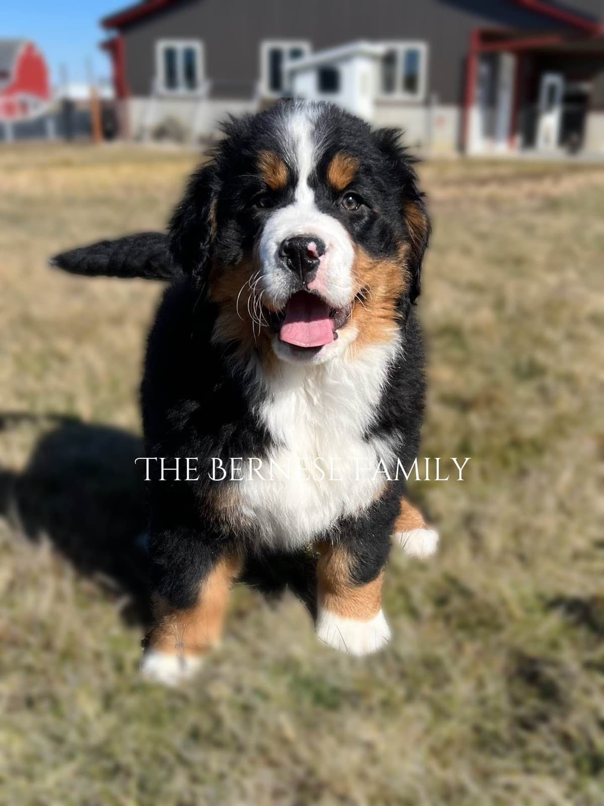 Akc Bernese Mountain Dog Puppy breeder image 13