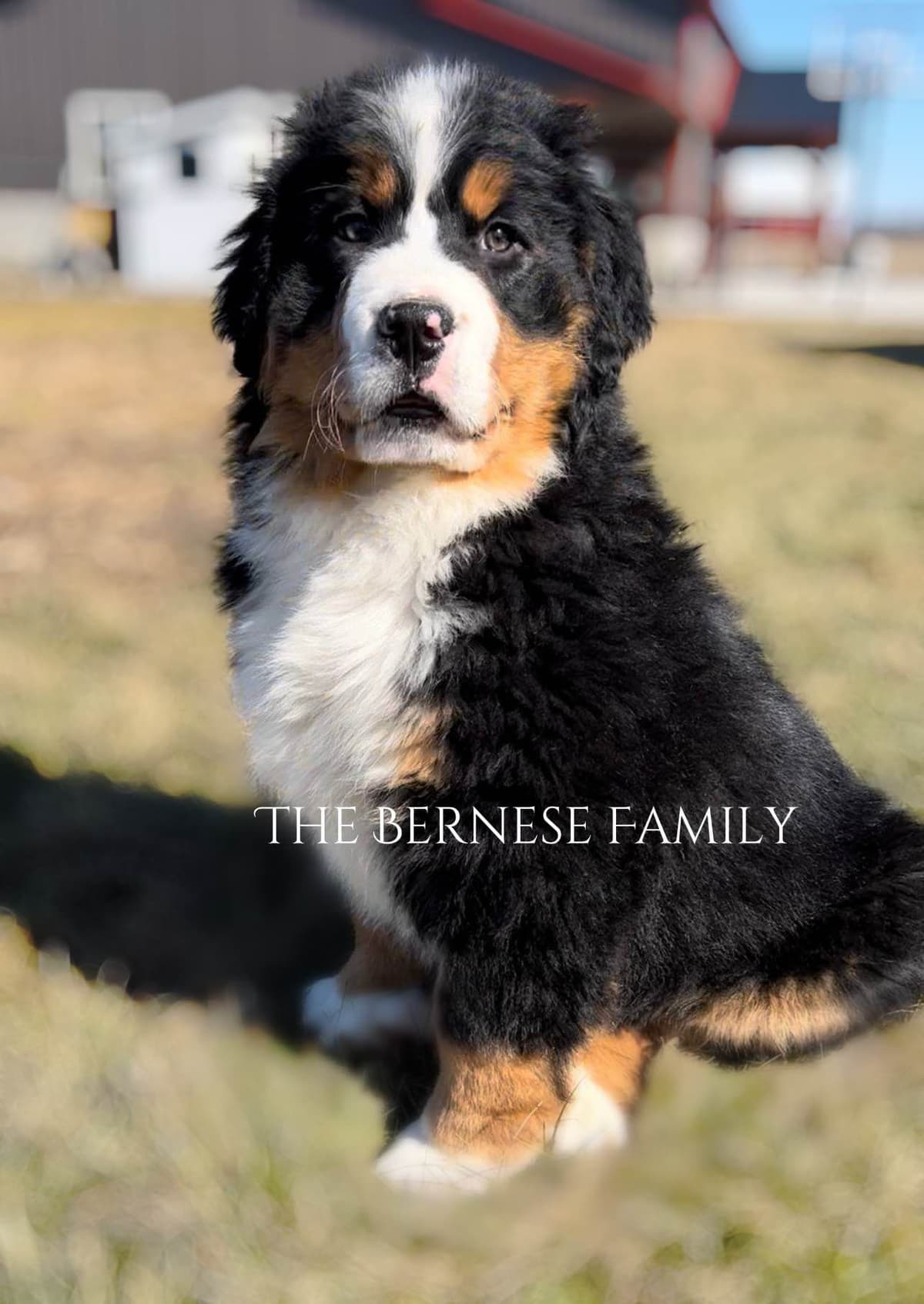 Akc Bernese Mountain Dog Puppy breeder image 14