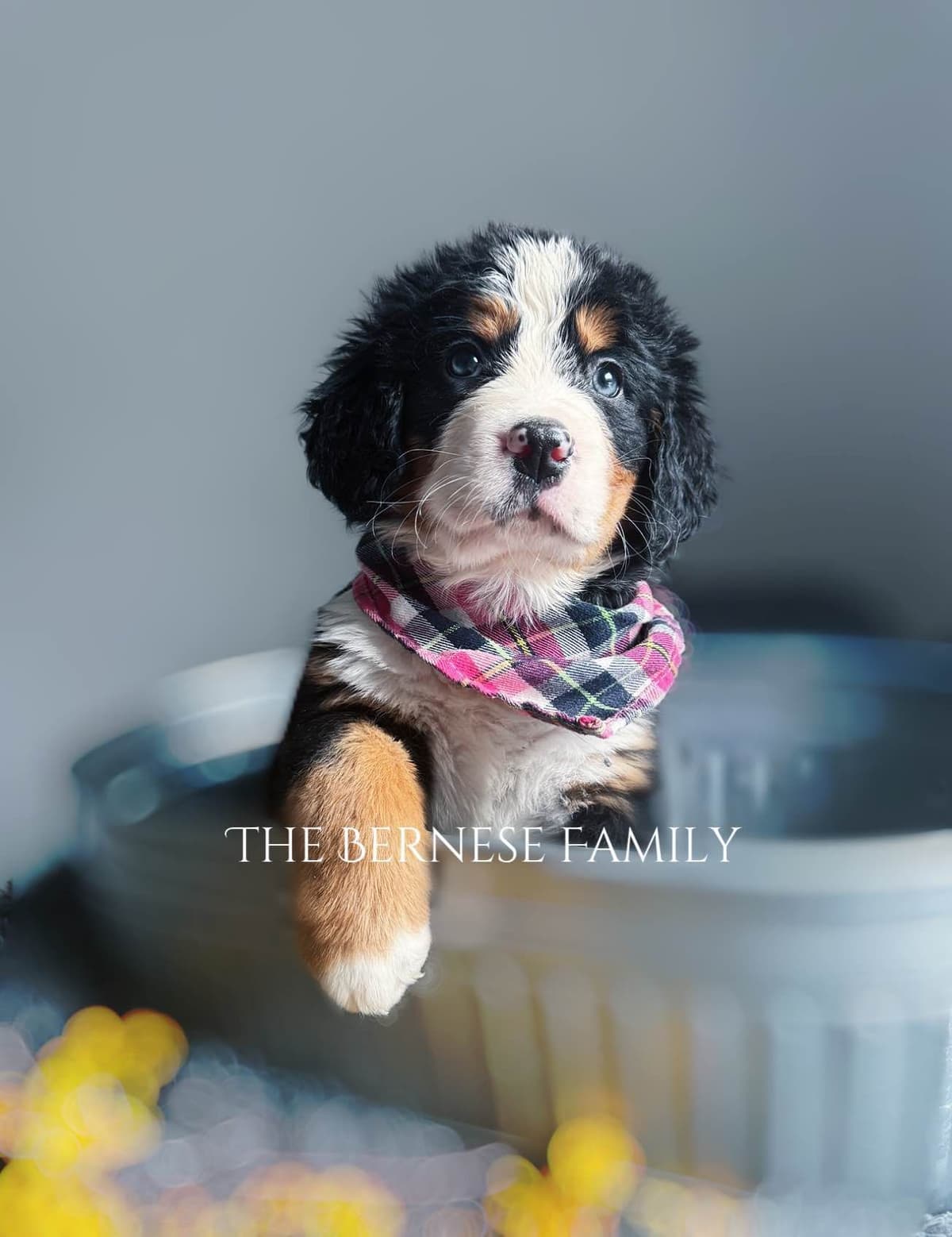 Akc Bernese Mountain Dog Puppy breeder image 20
