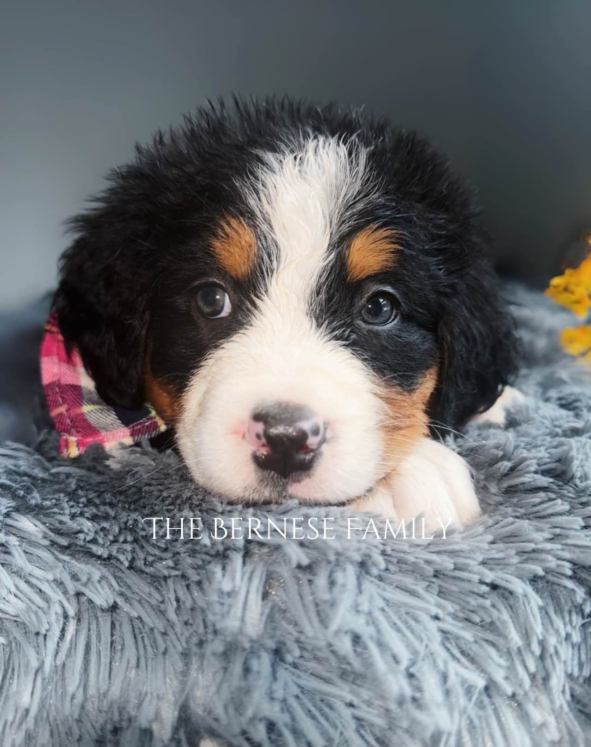 Akc Bernese Mountain Dog Puppy breeder image 17
