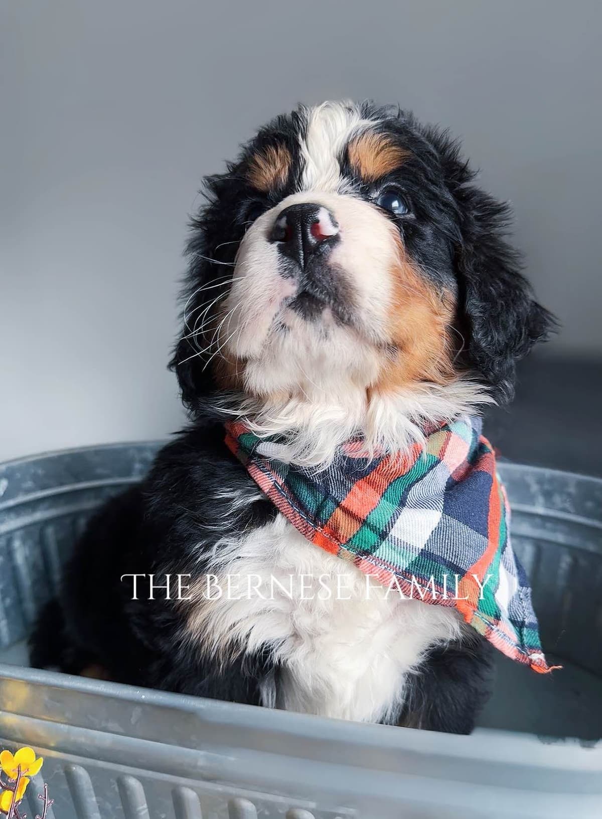 Akc Bernese Mountain Dog Puppy breeder image 18