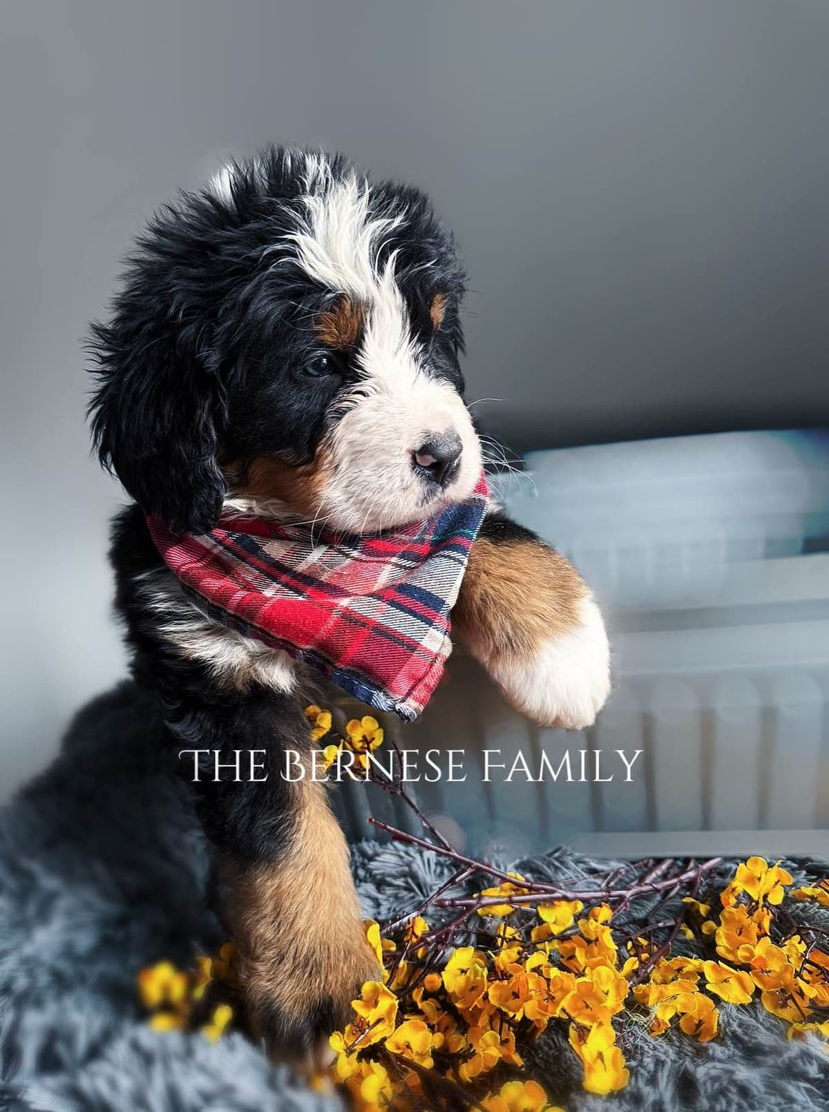 Akc Bernese Mountain Dog Puppy breeder image 19
