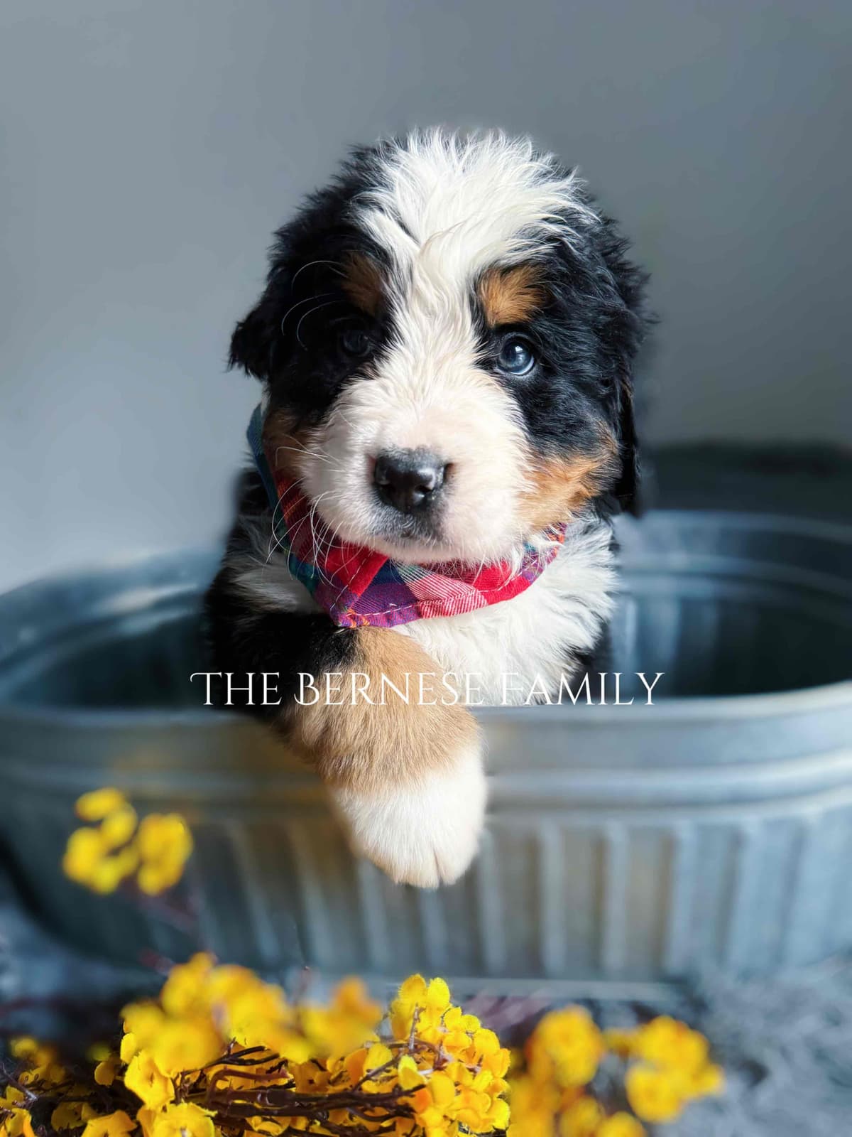 Akc Bernese Mountain Dog Puppy breeder image 21