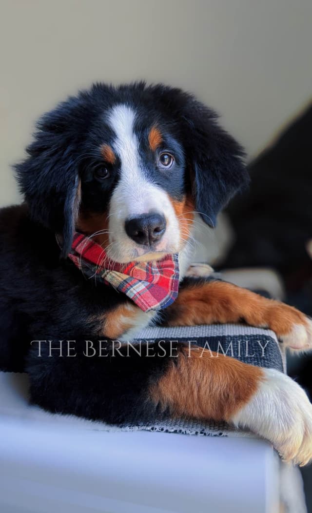Akc Bernese Mountain Dog  Puppy media 2