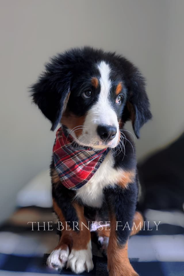 Akc Bernese Mountain Dog  Puppy media 3