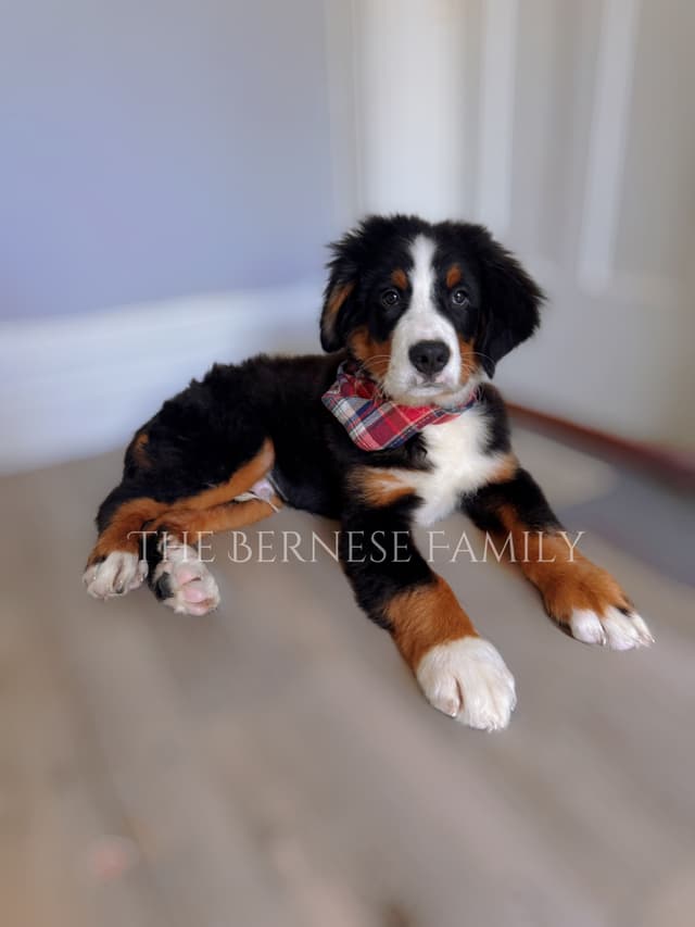 Akc Bernese Mountain Dog  Puppy media 4