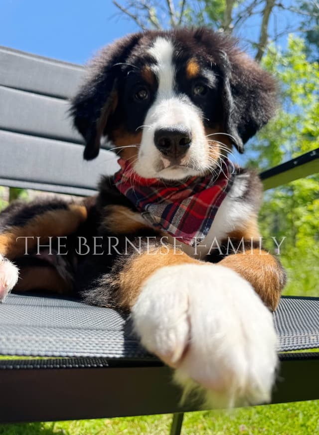 Akc Bernese Mountain Dog  Puppy media 5