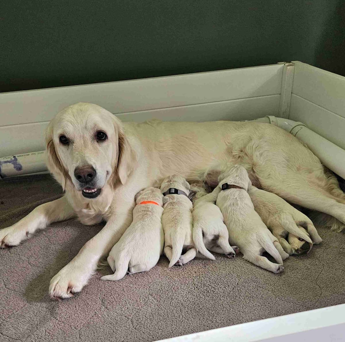 English Golden Retriever Puppies breeder image 4