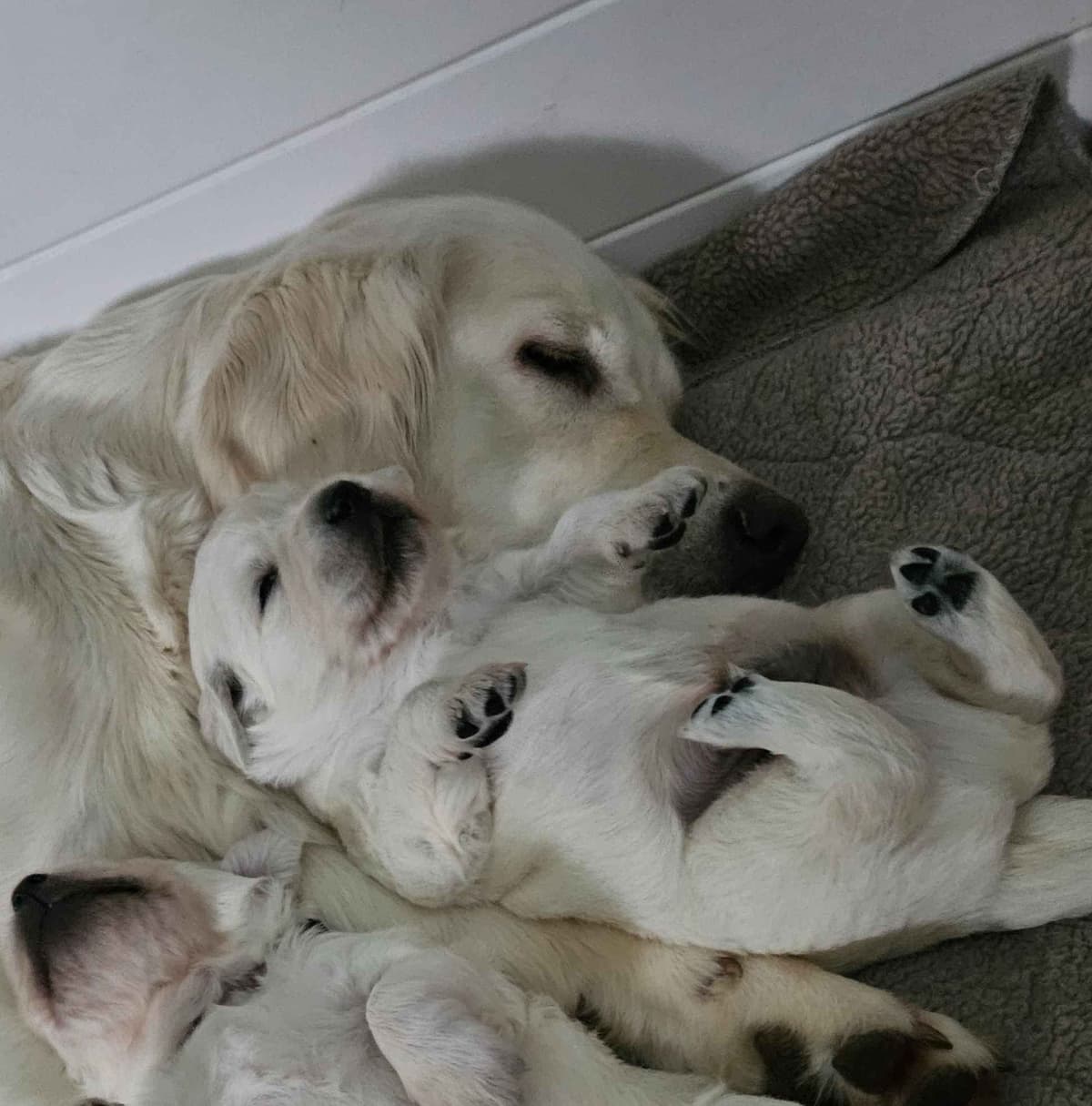 English Golden Retriever Puppies breeder image 5