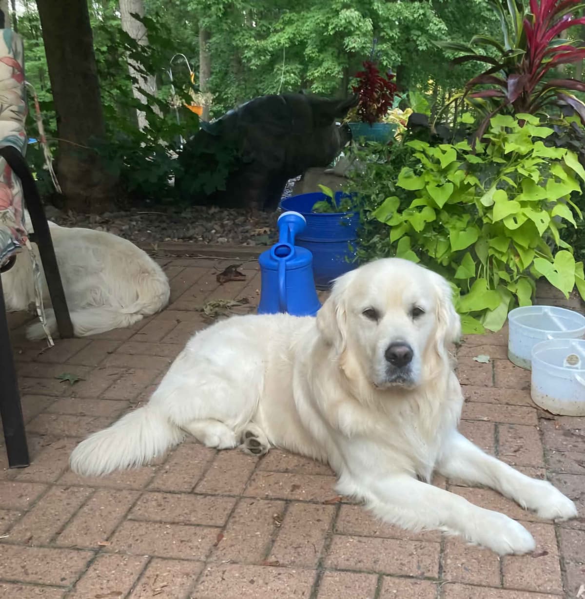 English Golden Retriever Puppies breeder image 6