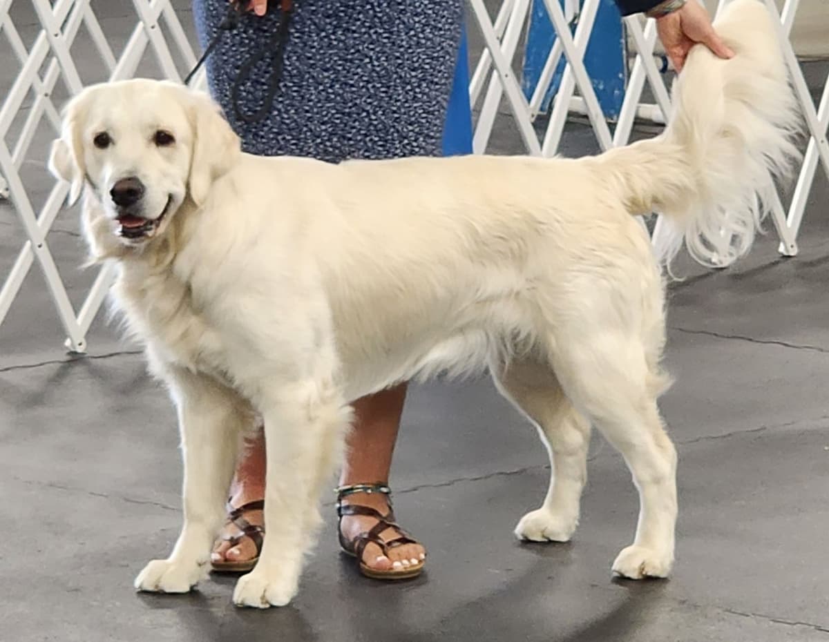 English Golden Retriever Puppies breeder image 3