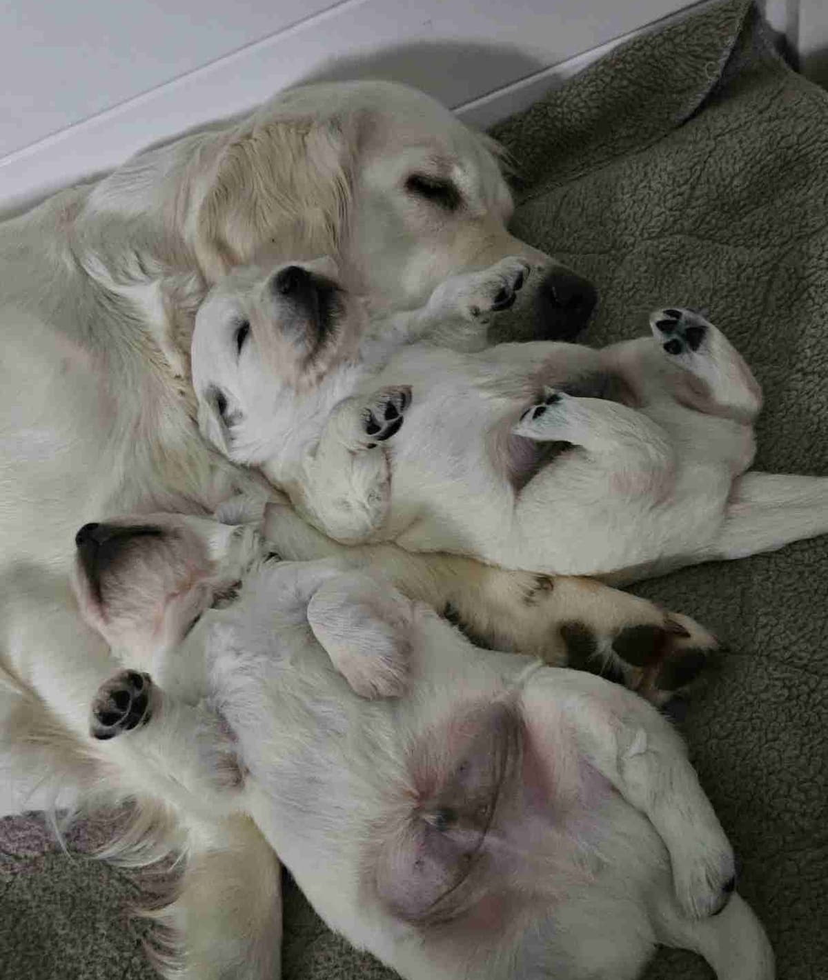 English Golden Retriever Puppies breeder image 9