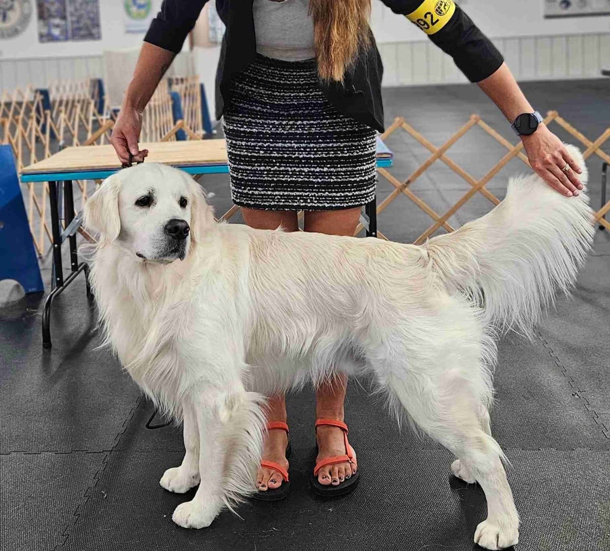 English Golden Retriever Puppies breeder image 10
