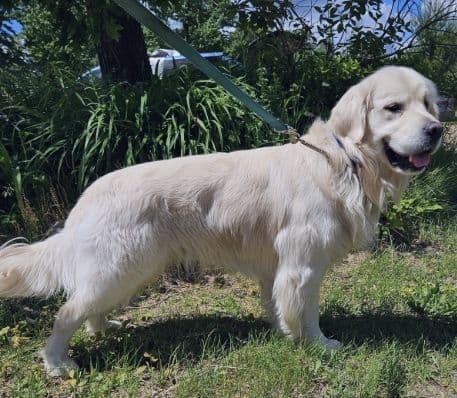 English Golden Retriever Puppies breeder image 12