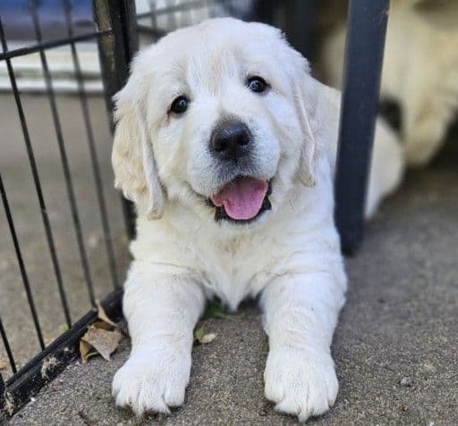 English Golden Retriever Puppies breeder image 15