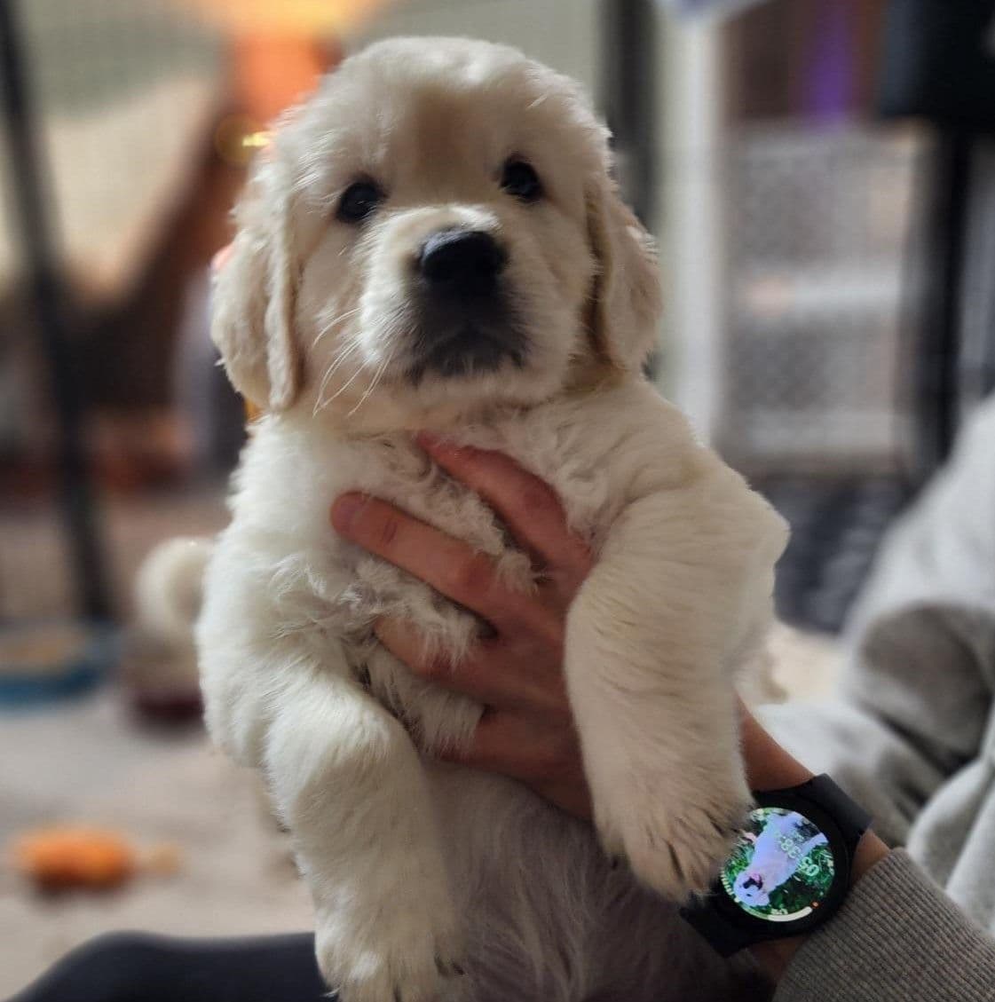 English Golden Retriever Puppies breeder image 18