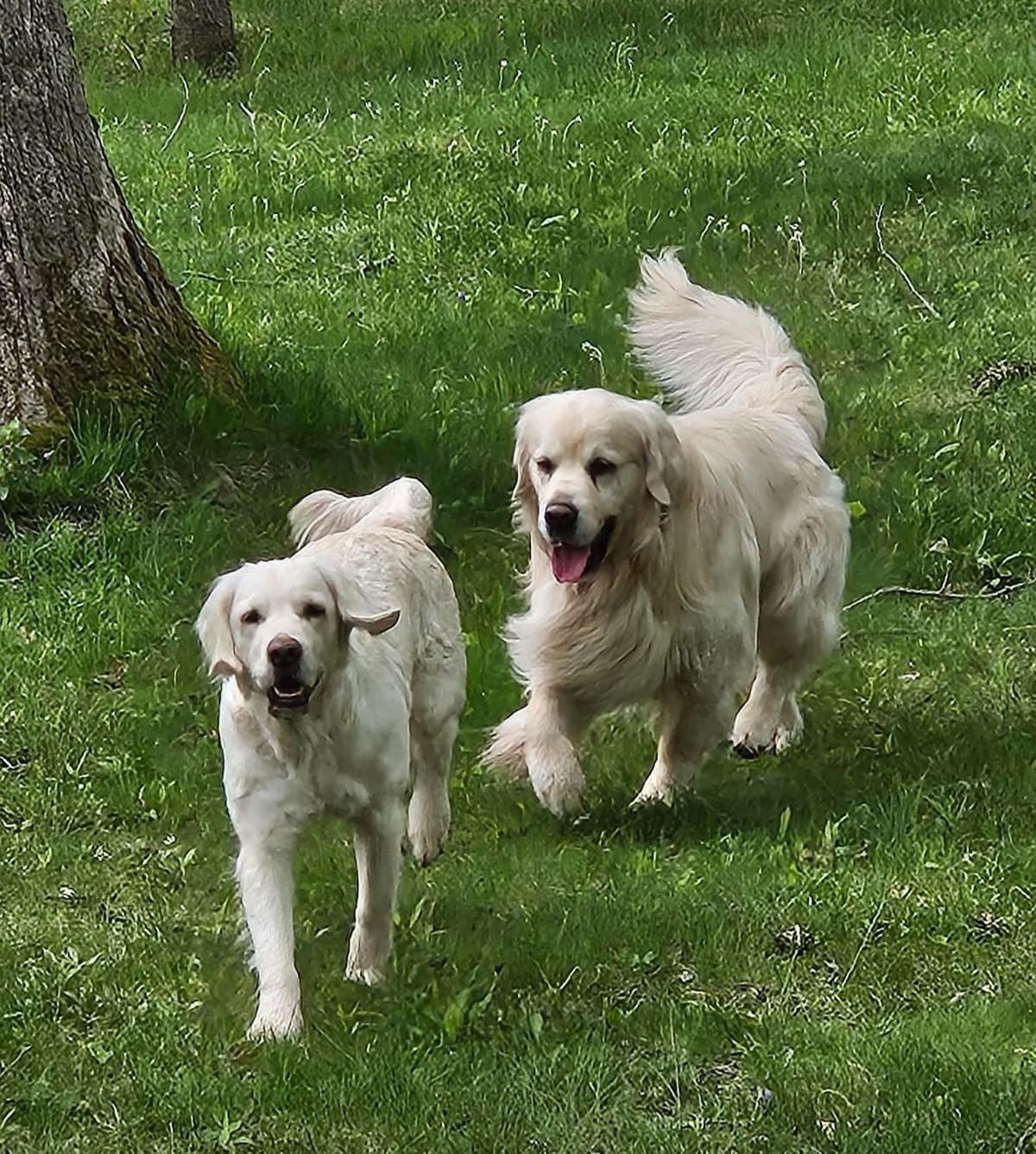English Golden Retriever Puppies breeder image 19