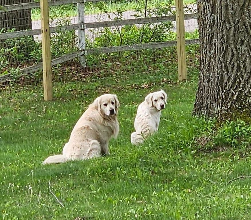 English Golden Retriever Puppies breeder image 20