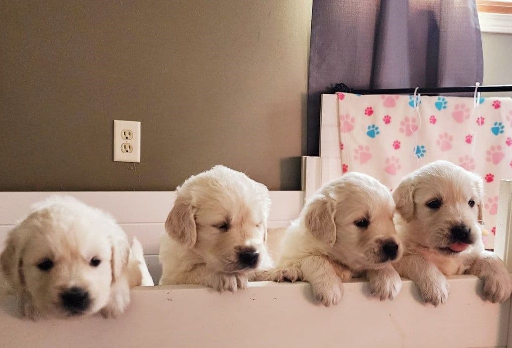 English Golden Retriever Puppies breeder image 22