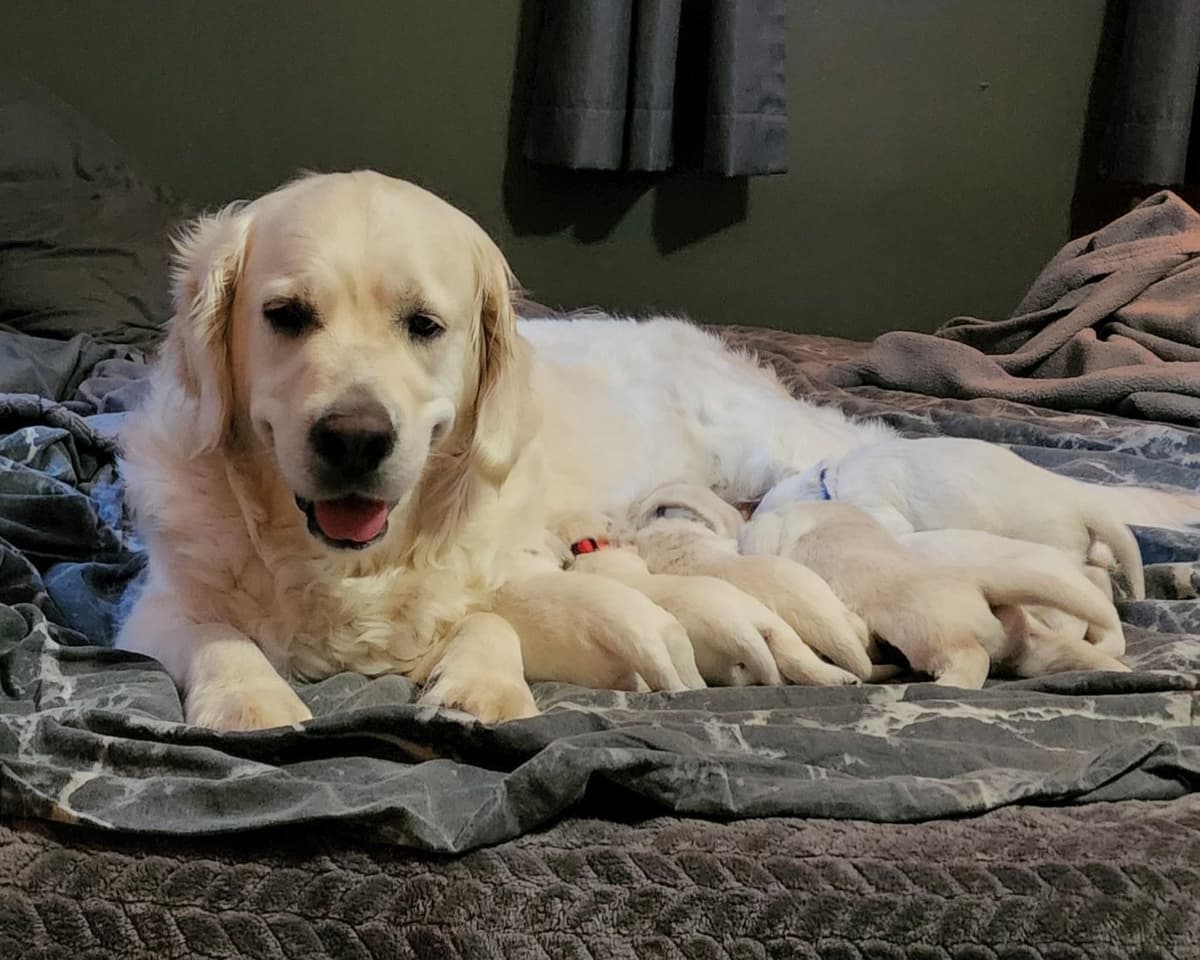English Golden Retriever Puppies breeder image 23